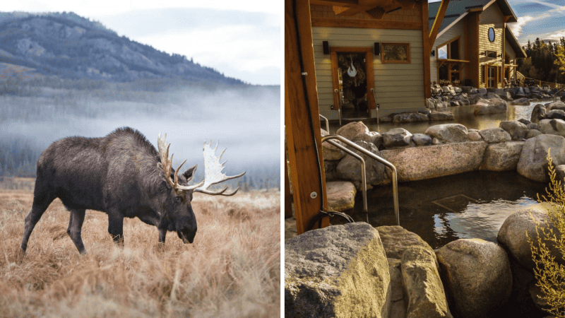 Yukon Wildlife Preserve & Eclipse Nordic Hot Springs